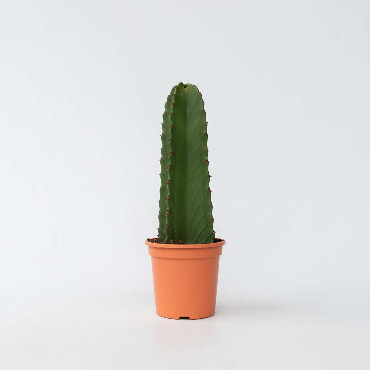 Cactus Cowboy-Kaktus - Euphorbia Ingens - Höhe 40-50Cm - ⌀18Cm 
