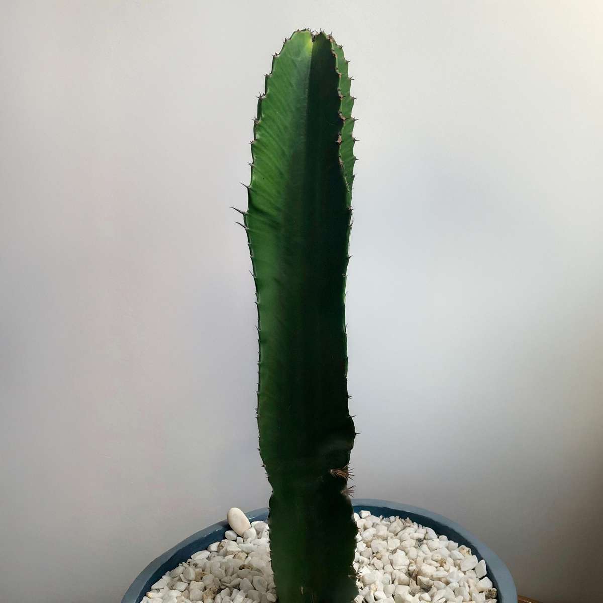 Cactus Cowboy-Kaktus - Euphorbia Ingens - Höhe 40-50Cm - ⌀18Cm 