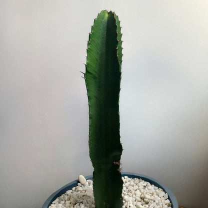Cactus Cowboy-Kaktus - Euphorbia Ingens - Höhe 40-50Cm - ⌀18Cm 