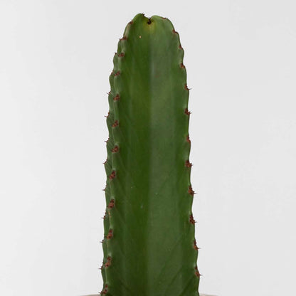 Cactus Cowboy-Kaktus - 2 Stk - Euphorbia Ingens - Höhe 40-50Cm - ⌀18Cm 