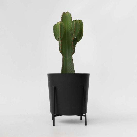Cactus Cowboy-Kaktus - Euphorbia Ingens - Höhe 85-95Cm - ⌀24Cm 