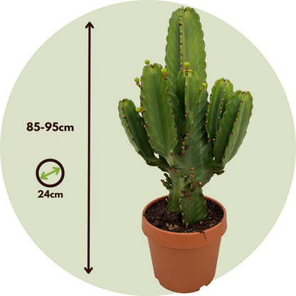 Cactus Cowboy-Kaktus - Euphorbia Ingens - Höhe 85-95Cm - ⌀24Cm 