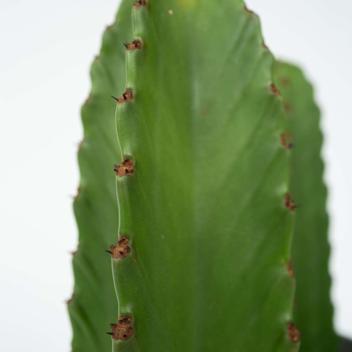 Cactus Cowboy-Kaktus - Euphorbia Ingens - Höhe 85-95Cm - ⌀24Cm 