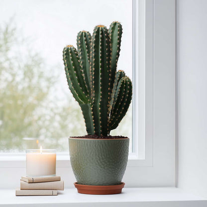 Cactus Cowboy-Kaktus - Euphorbia Ingens - Höhe 85-95Cm - ⌀24Cm 