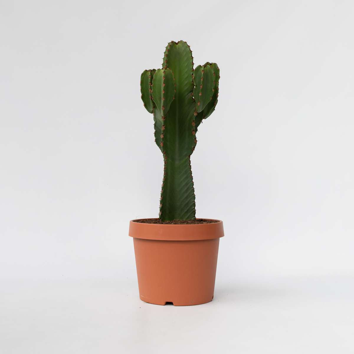 Cactus Cowboy-Kaktus - Euphorbia Ingens - Höhe 85-95Cm - ⌀24Cm 