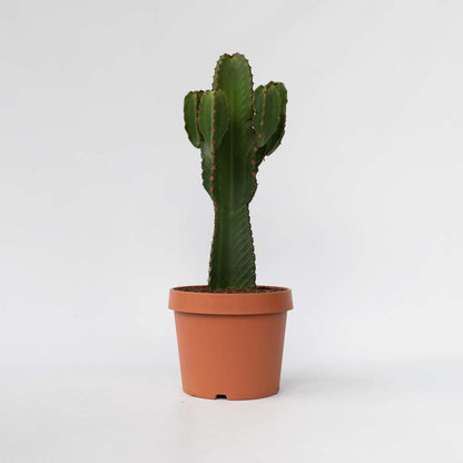 Cactus Cowboy-Kaktus - Euphorbia Ingens - Höhe 85-95Cm - ⌀24Cm 