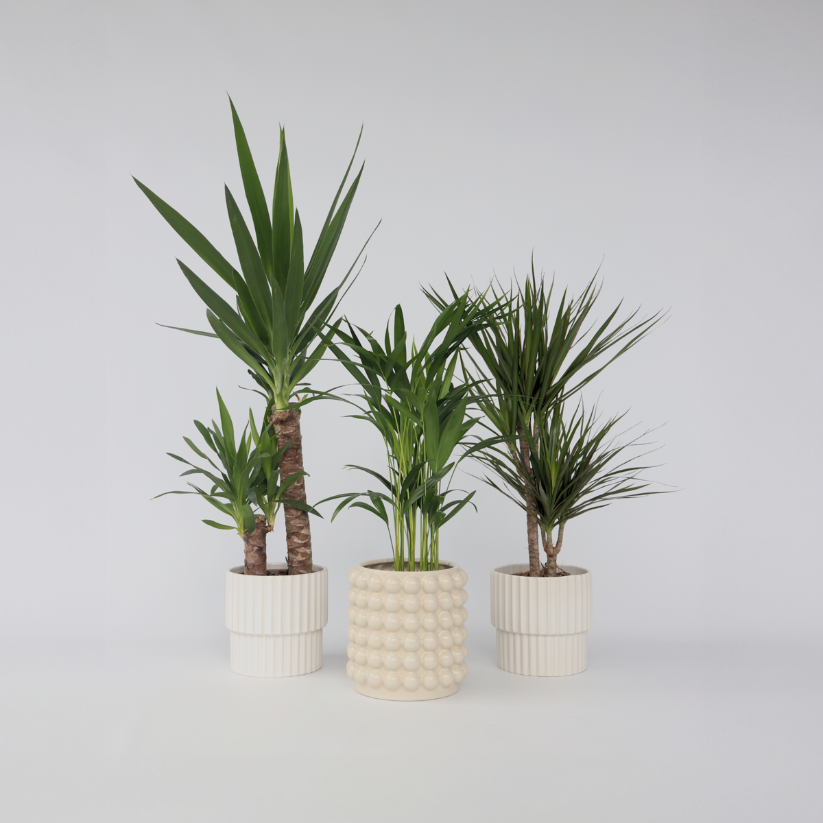 Indoor Palms Set Aus Großen Zimmerpalmen - 3 Stk - Indoor Palmmix Xl - Höhe 70-90Cm - ⌀17Cm 