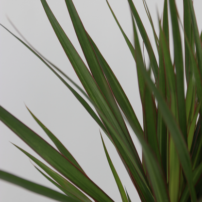 Indoor Palms Set Aus Großen Zimmerpalmen - 3 Stk - Indoor Palmmix Xl - Höhe 70-90Cm - ⌀17Cm 