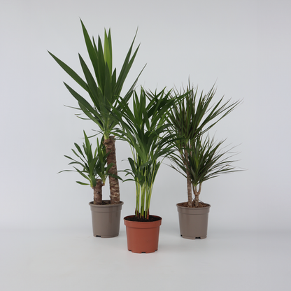 Indoor Palms Set Aus Großen Zimmerpalmen - 3 Stk - Indoor Palmmix Xl - Höhe 70-90Cm - ⌀17Cm 
