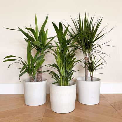 Indoor Palms Set Aus Großen Zimmerpalmen - 3 Stk - Indoor Palmmix Xl - Höhe 70-90Cm - ⌀17Cm 