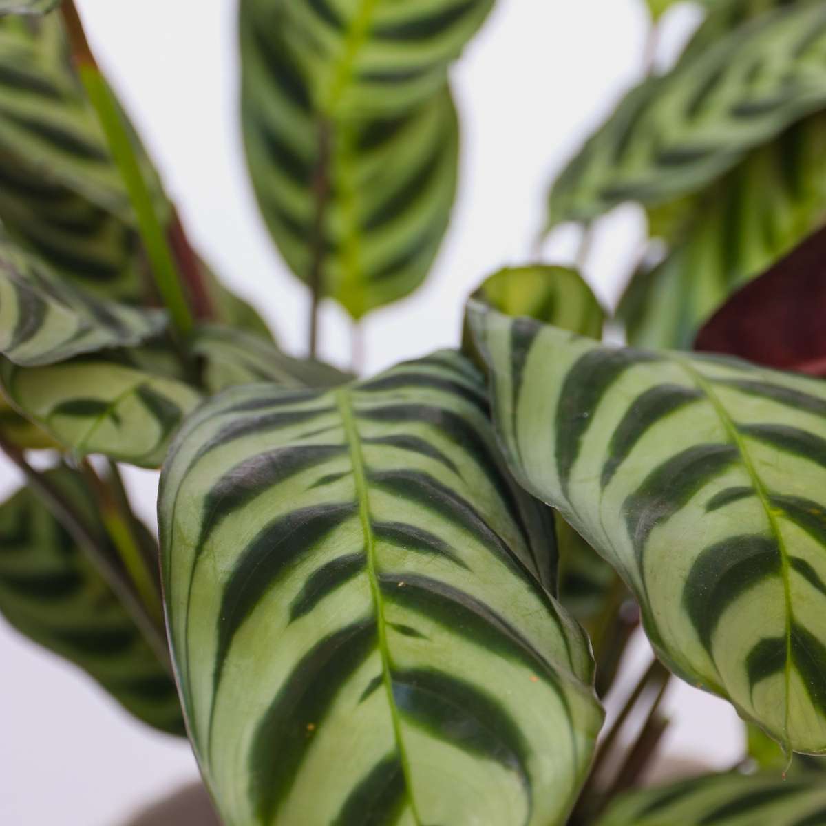 Other Green Houseplants Zimmerpflanzen-Mix - 3 Stk - Höhe 25-40Cm - ⌀12Cm 