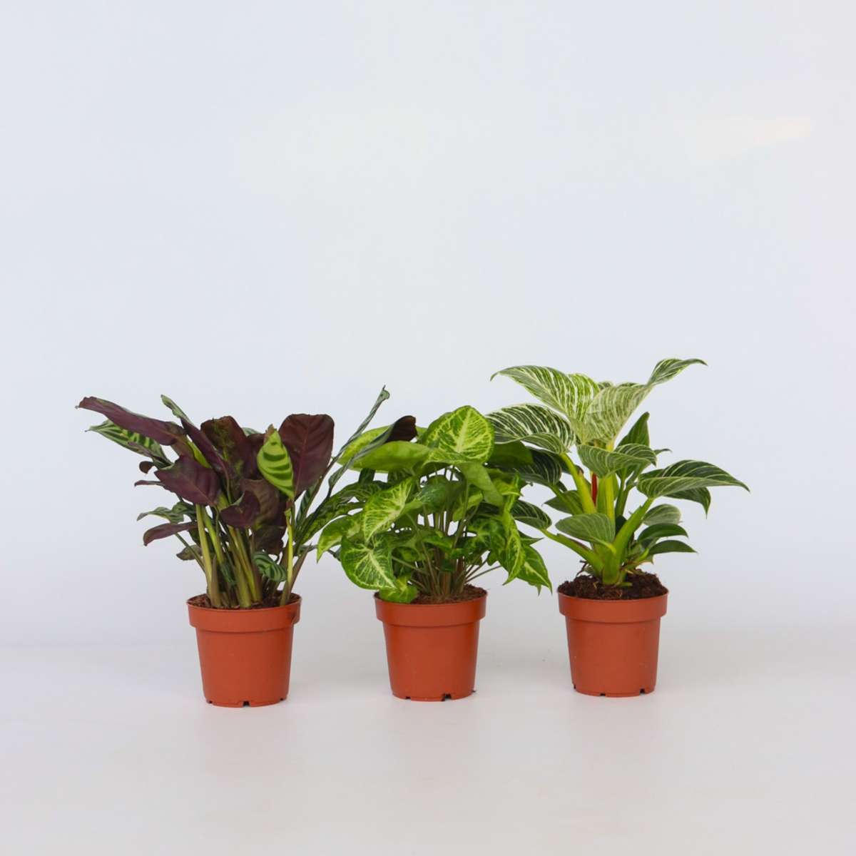 Other Green Houseplants Zimmerpflanzen-Mix - 3 Stk - Höhe 25-40Cm - ⌀12Cm 