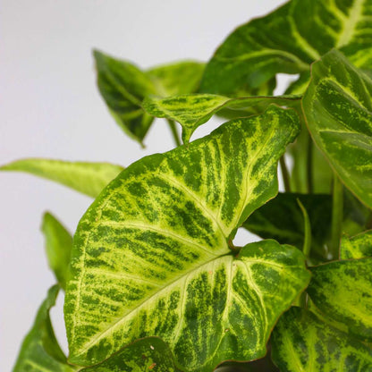 Other Green Houseplants Zimmerpflanzen-Mix - 3 Stk - Höhe 25-40Cm - ⌀12Cm 