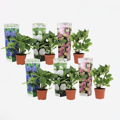 Hydrangea Hortensie - 6 Stk - Hydrangea Macrophylla - Höhe 25-40Cm - ⌀11Cm 