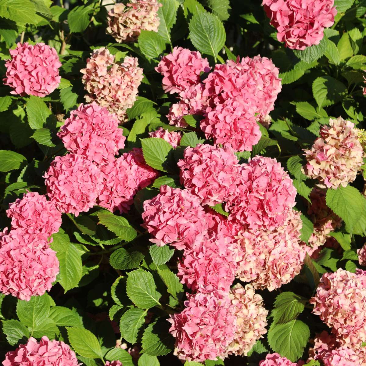 Hydrangea Hortensie - 6 Stk - Hydrangea Macrophylla - Höhe 25-40Cm - ⌀11Cm 