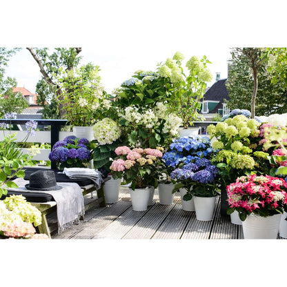 Hydrangea Hortensie - 6 Stk - Hydrangea Macrophylla - Höhe 25-40Cm - ⌀11Cm 