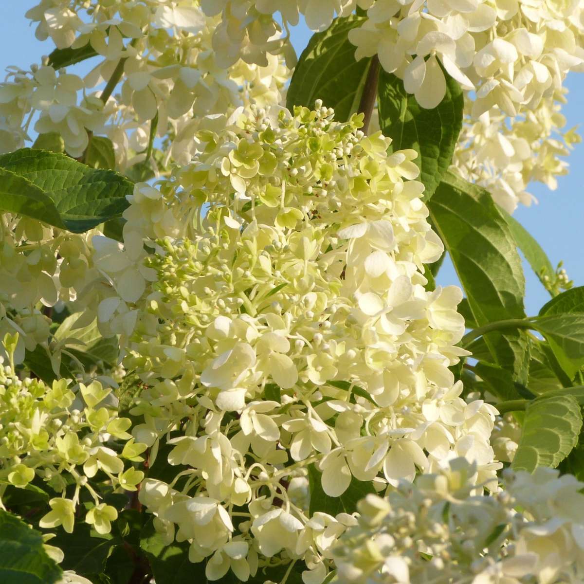 Hydrangea Hortensie - 6 Stk - Hydrangea Macrophylla - Höhe 25-40Cm - ⌀11Cm 