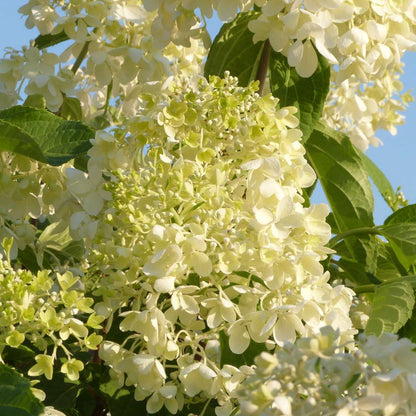 Hydrangea Hortensie - 6 Stk - Hydrangea Macrophylla - Höhe 25-40Cm - ⌀11Cm 