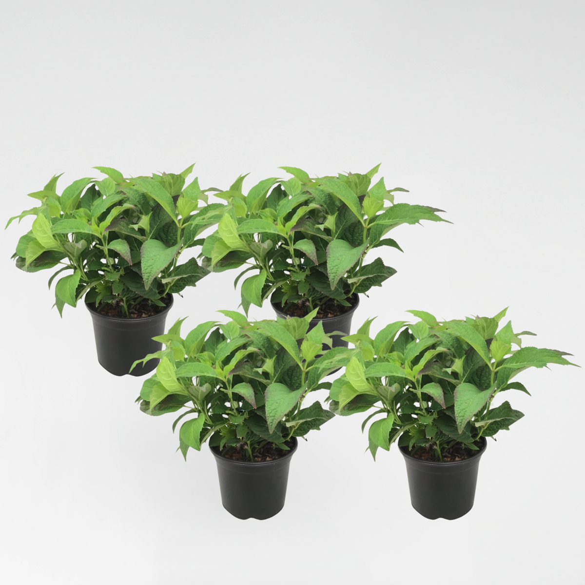 Hydrangea Hortensie - 4 Stk - Hydrangea Serrata 'Summerglow' - Höhe 25-40Cm - ⌀19Cm 