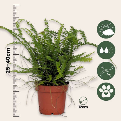 Ferns Knopf-Farn - 2 Stk - Nephrolepis 'Duffii' - Höhe 25-40Cm - ⌀12Cm 