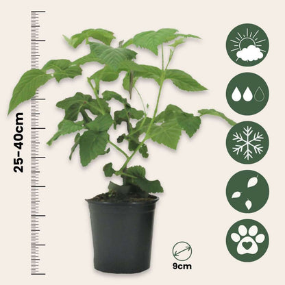 Fruit Trees Taybeere - 3 Stk - Rubus 'Tayberry' - Höhe 25-40Cm - ⌀9Cm 