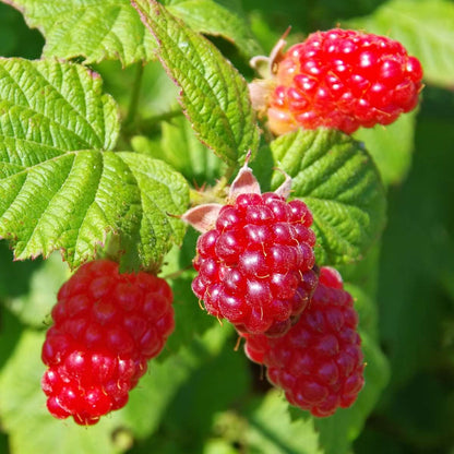 Fruit Trees Taybeere - 3 Stk - Rubus 'Tayberry' - Höhe 25-40Cm - ⌀9Cm 