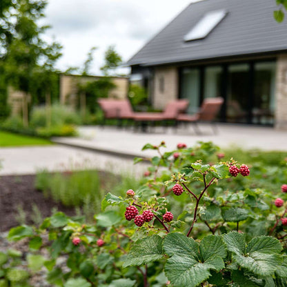 Fruit Trees Taybeere - 3 Stk - Rubus 'Tayberry' - Höhe 25-40Cm - ⌀9Cm 