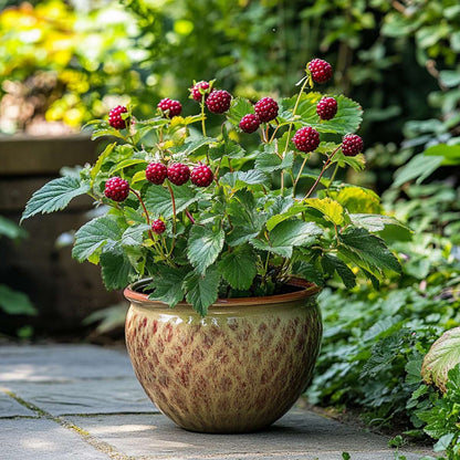 Fruit Trees Taybeere - 3 Stk - Rubus 'Tayberry' - Höhe 25-40Cm - ⌀9Cm 