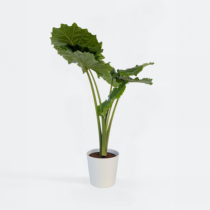 Alocasia Alokasie - Alocasia 'Portodora' - Höhe 110-120Cm - ⌀32Cm 