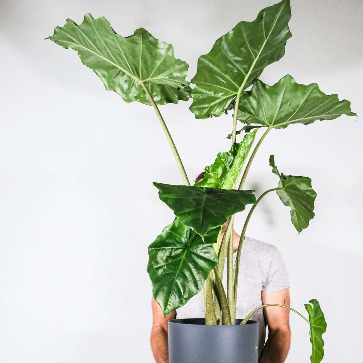 Alocasia Alokasie - Alocasia 'Portodora' - Höhe 110-120Cm - ⌀32Cm 