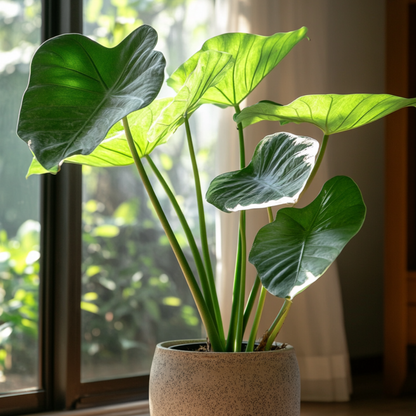 Alocasia Alokasie - Alocasia 'Portodora' - Höhe 110-120Cm - ⌀32Cm 