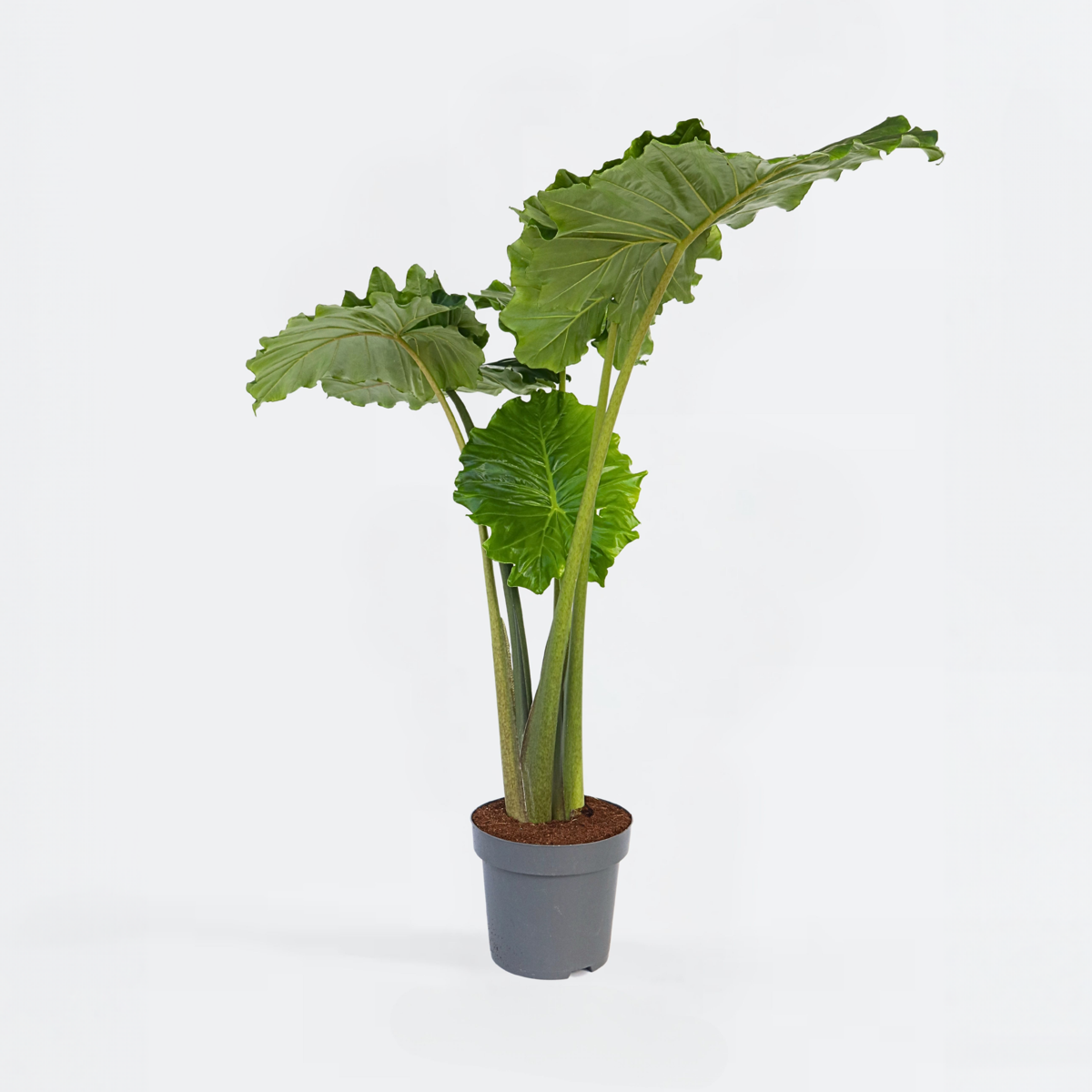 Alocasia Alokasie - Alocasia 'Portodora' - Höhe 110-120Cm - ⌀32Cm 