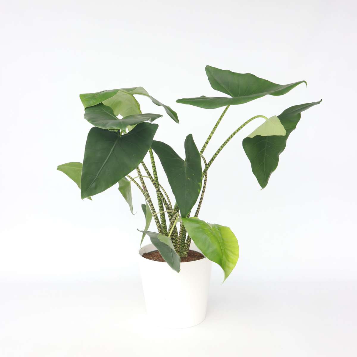 Alocasia Alokasie - Alocasia 'Zebrina' - Höhe 140-150Cm - ⌀32Cm 