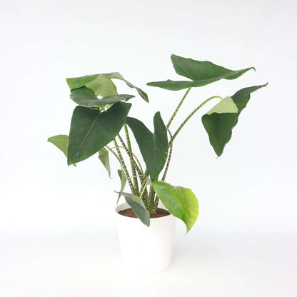 Alocasia Alokasie - Alocasia 'Zebrina' - Höhe 140-150Cm - ⌀32Cm 