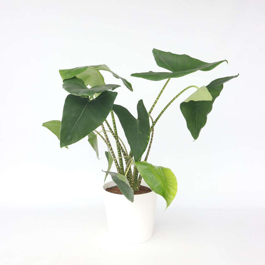 Alocasia Alokasie - Alocasia 'Zebrina' - Höhe 140-150Cm - ⌀32Cm 