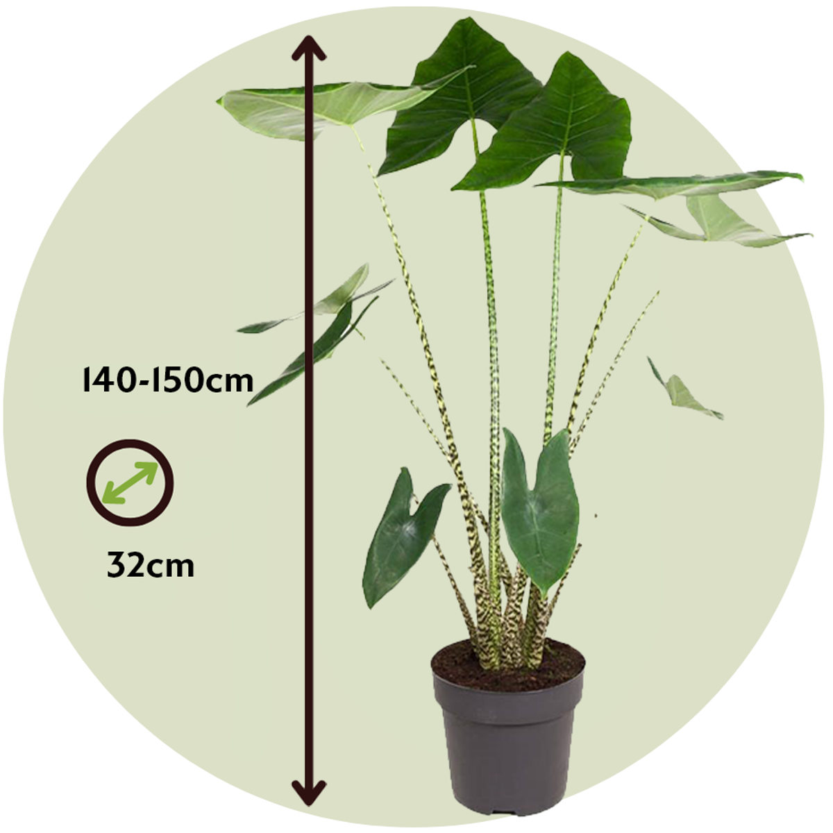 Alocasia Alokasie - Alocasia 'Zebrina' - Höhe 140-150Cm - ⌀32Cm 