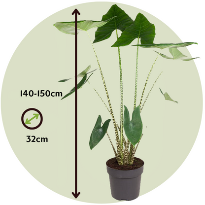 Alocasia Alokasie - Alocasia 'Zebrina' - Höhe 140-150Cm - ⌀32Cm 