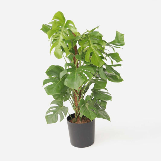 Monstera Fensterblatt - Monstera Deliciosa - Höhe 120-130Cm - ⌀24Cm 