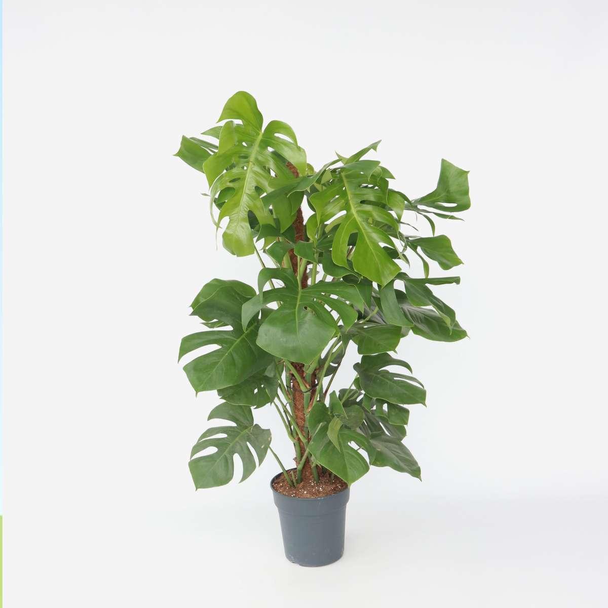 Monstera Fensterblatt - Monstera Deliciosa - Höhe 120-130Cm - ⌀24Cm 