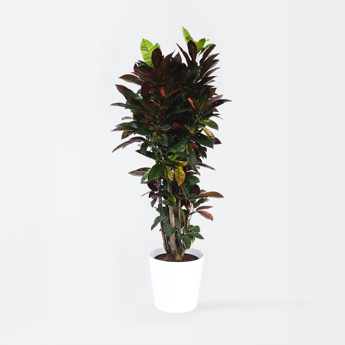 Other Green Houseplants Kroton - Codiaeum Variegatum 'Mrs. Iceton' - Höhe 140-150Cm - ⌀31Cm 