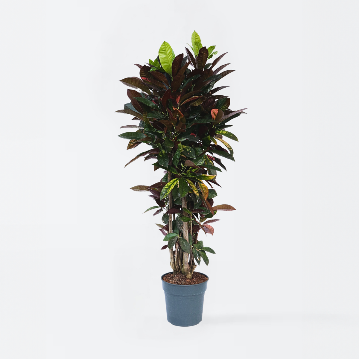 Other Green Houseplants Kroton - Codiaeum Variegatum 'Mrs. Iceton' - Höhe 140-150Cm - ⌀31Cm 