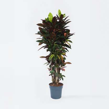 Other Green Houseplants Kroton - Codiaeum Variegatum 'Mrs. Iceton' - Höhe 140-150Cm - ⌀31Cm 