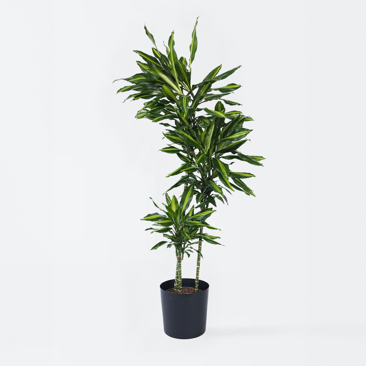 Dracaena Drachenbaum - Dracaena Fragrans 'Cintho' - Höhe 140-150Cm - ⌀24Cm 
