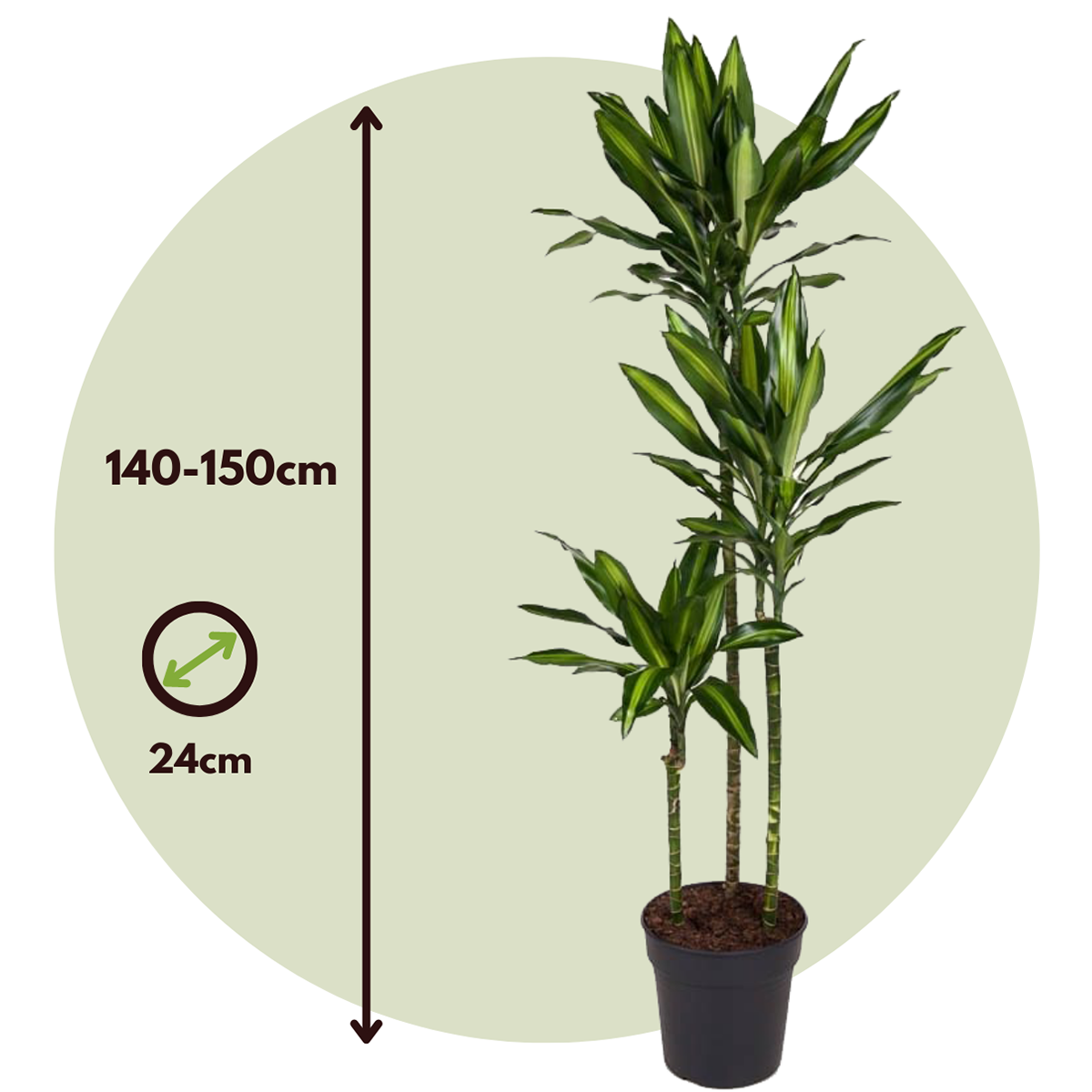 Dracaena Drachenbaum - Dracaena Fragrans 'Cintho' - Höhe 140-150Cm - ⌀24Cm 