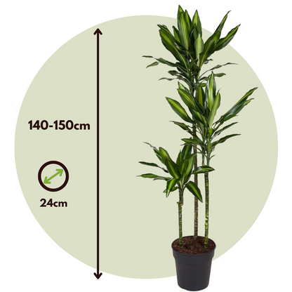 Dracaena Drachenbaum - Dracaena Fragrans 'Cintho' - Höhe 140-150Cm - ⌀24Cm 