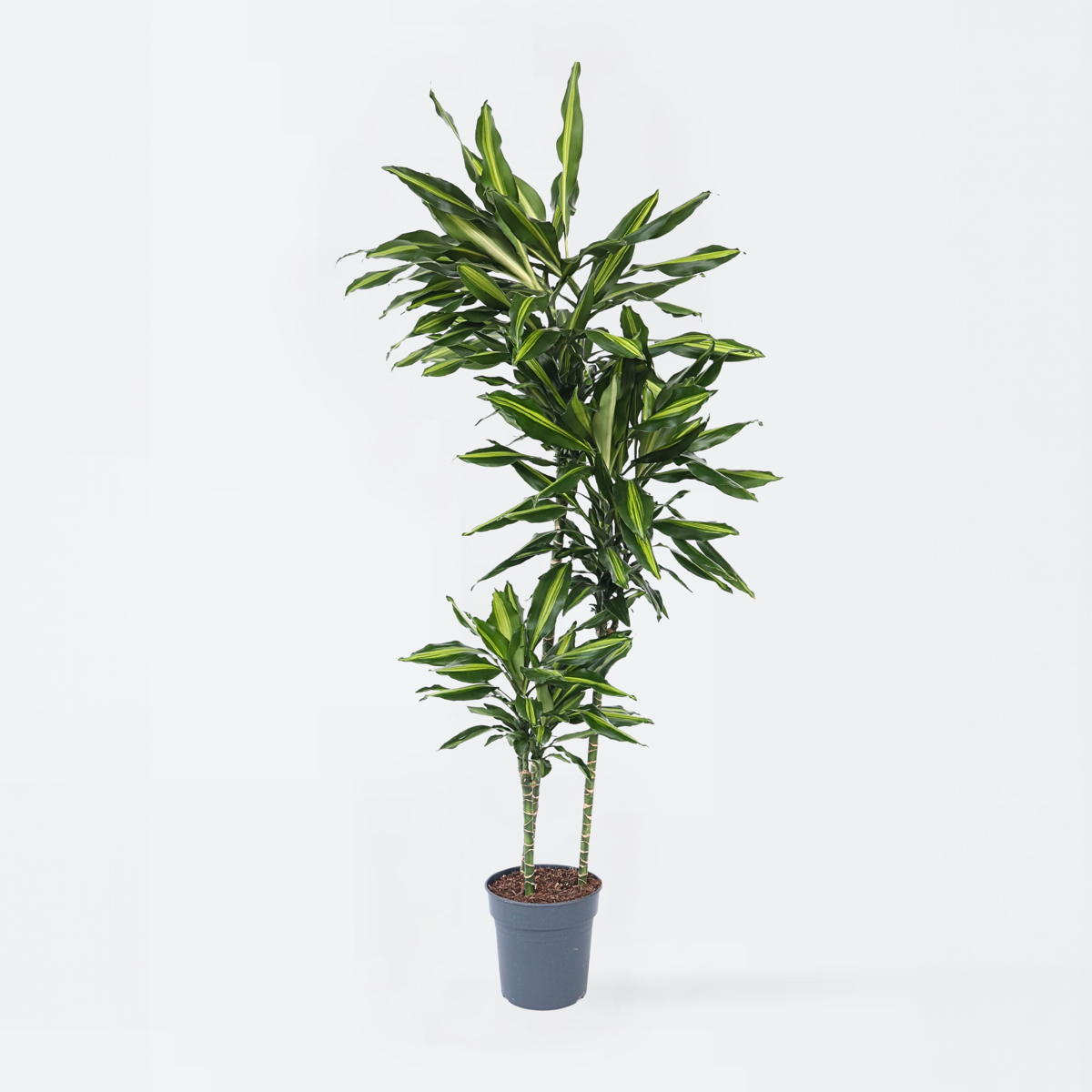 Dracaena Drachenbaum - Dracaena Fragrans 'Cintho' - Höhe 140-150Cm - ⌀24Cm 