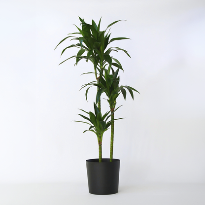 Dracaena Drachenbaum - Dracaena Deremensis 'Janet Craig' - Höhe 140-150Cm - ⌀24Cm 