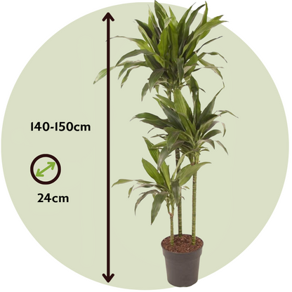 Dracaena Drachenbaum - Dracaena Deremensis 'Janet Craig' - Höhe 140-150Cm - ⌀24Cm 