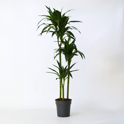 Dracaena Drachenbaum - Dracaena Deremensis 'Janet Craig' - Höhe 140-150Cm - ⌀24Cm 