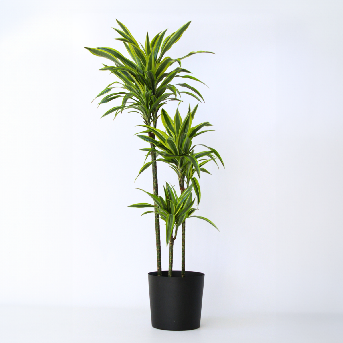 Dracaena Drachenbaum - Dracaena 'Lemon Lime' - Höhe 130-140Cm - ⌀24Cm 